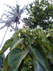 Hernandia nymphaeifolia