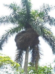 Roystonea borinquena