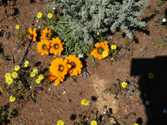 Gazania heterochaeta