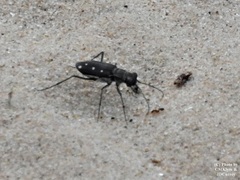 Cicindela ocellata rectilatera