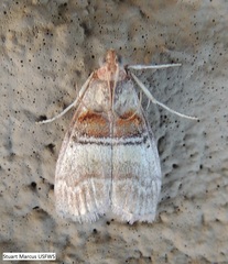 Pococera militella