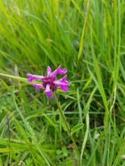 Betonica officinalis