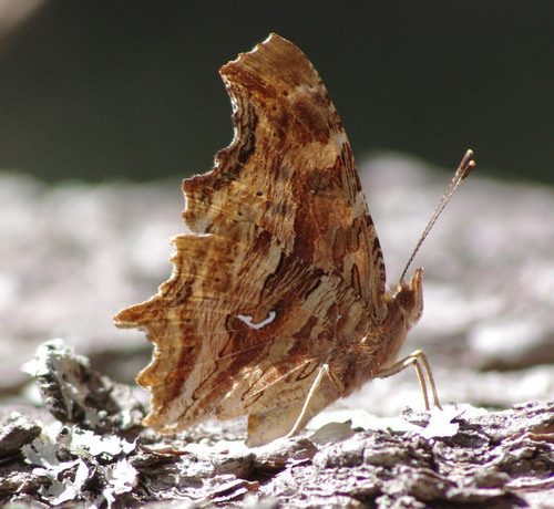 Satyr Comma