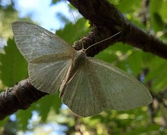 Scopula ternata