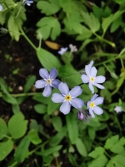 Myosotis