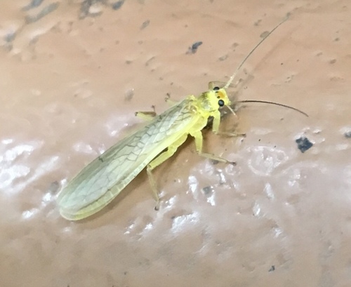 Peltoperlidae