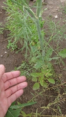 Anethum graveolens