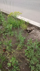 Anethum graveolens