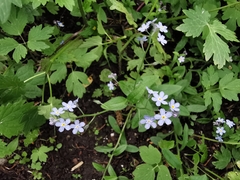 Myosotis
