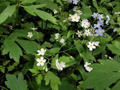 Myosotis