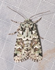 Lacinipolia consimilis