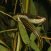 呂宋過樹蛇 - Photo 由 Leonid A. Neymark 所上傳的 (c) Leonid A. Neymark，保留部份權利CC BY-NC