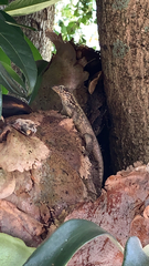 Leiocephalus carinatus