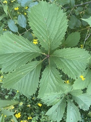 Parthenocissus inserta