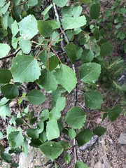 Populus tremula