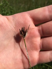 Schoenus nigricans