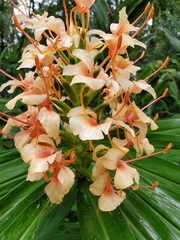 Hedychium coccineum