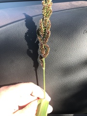 Echinochloa esculenta