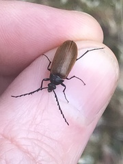 Pseudocistela ceramboides