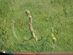 Astragalus alopecurus