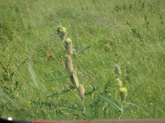 Astragalus alopecurus