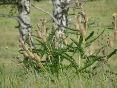 Astragalus alopecurus