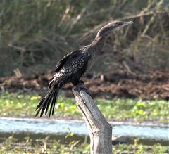 Microcarbo africanus pictilis