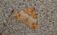 Dysstroma sobria