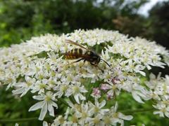 Dolichovespula sylvestris