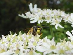 Dolichovespula sylvestris