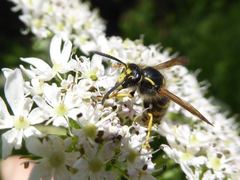 Dolichovespula sylvestris