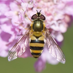 Epistrophe grossulariae