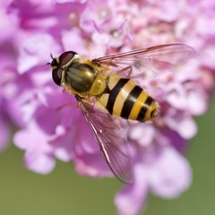 Epistrophe grossulariae