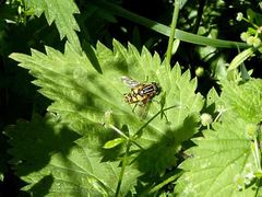 Helophilus pendulus