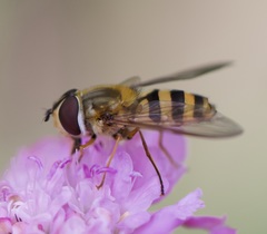 Epistrophe grossulariae