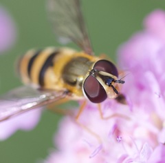 Epistrophe grossulariae