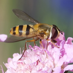 Epistrophe grossulariae