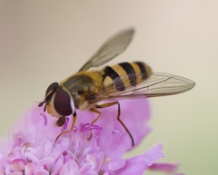 Epistrophe grossulariae