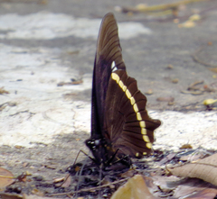 Papilio nireus