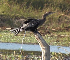 Microcarbo africanus pictilis