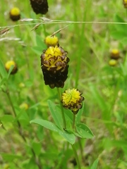 Trifolium spadiceum