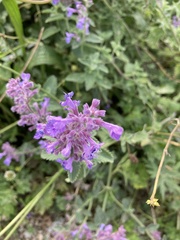 Betonica officinalis