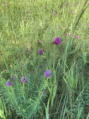 Dalea purpurea