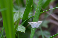 Idaea pallidata
