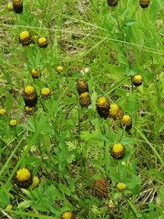 Trifolium spadiceum