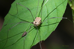 Leiobunum nigropalpi