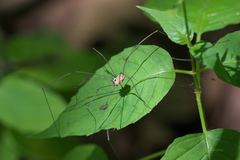 Leiobunum nigropalpi