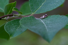 Epinotia subocellana