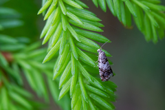 Epinotia subocellana