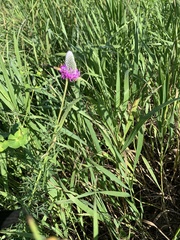 Dalea purpurea